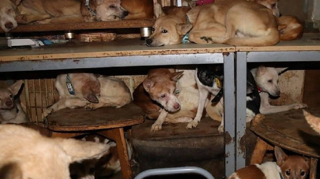 Japonya'da bir ailenin 30 metrekarelik evde 164 köpek ile yaşadığı tespit edildi.