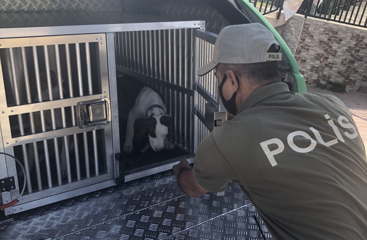 adana haberleri pitbull besleyenlere operasyon 2 kisiye 28 bin 652 lira ceza yeni safak
