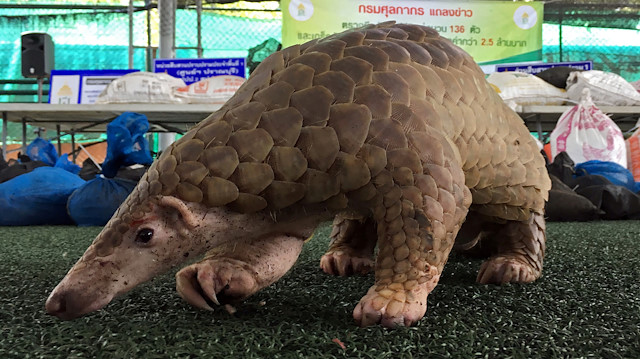 FILE PHOTO: A pangolin walks during a news conference