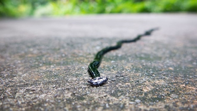 Ölümsüz yılanların aslında bir istilacı solucan türü olduğu tespit edildi. 