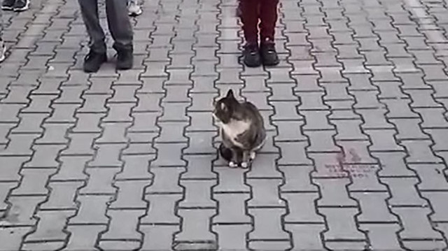 Sevimli kedi İstiklal Marşı okunurken böyle bekledi