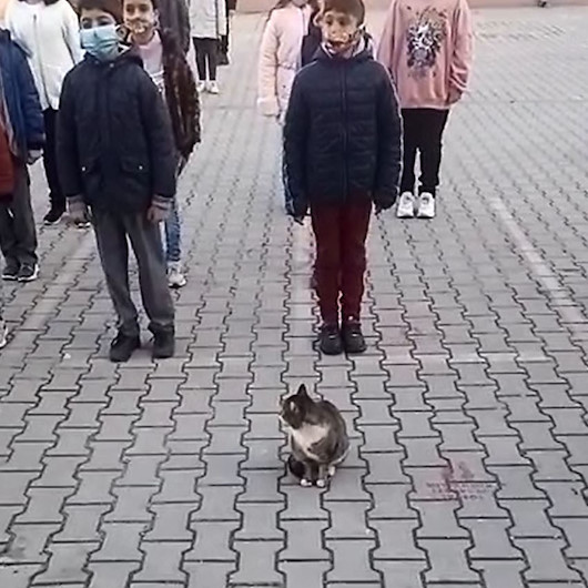 Sevimli kedi İstiklal Marşı okunurken böyle bekledi