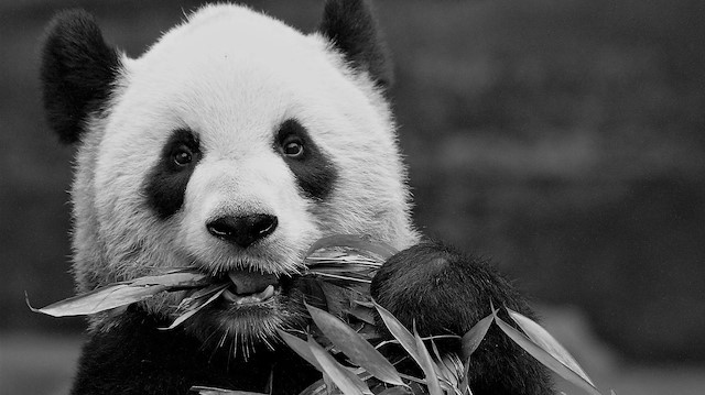 Adult female panda Er Shun, one of two being returned to China by Canada's Calgary Zoo due to the difficulty of obtaining their food of fresh bamboo due to the coronavirus disease (COVID-19) related logistical problems, is seen in an undated photograph provided May 13, 2020. Calgary Zoo/Handout via REUTERS. 
