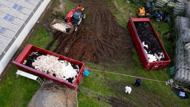 Virüsü yayan hayvanlar askeri üstte itlaf edilerek toplu mezarlara gömülüyor.