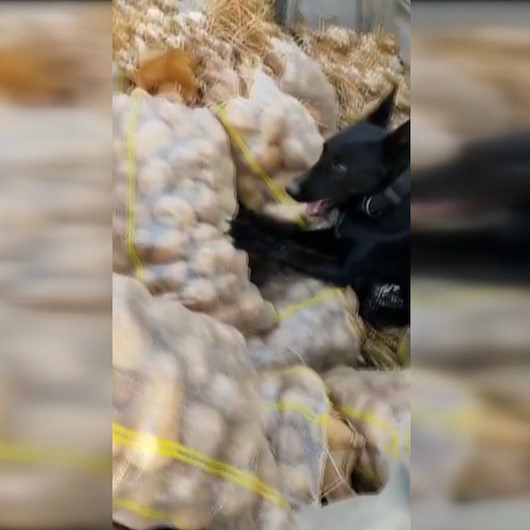 Çine patates çuvalları arasına gizlenmiş esrarı saniyeler içinde buldu