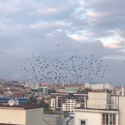 Pendikte sığırcıkların gökyüzünde görsel şöleni