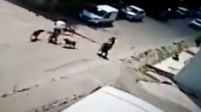 Bisiklet sürerken köpeklerin saldırısına uğrayan genç otomobille çarpıştı