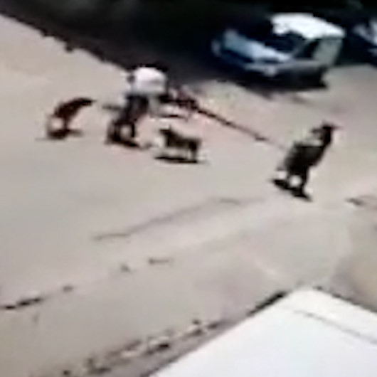 Bisiklet sürerken köpeklerin saldırısına uğrayan genç otomobille çarpıştı