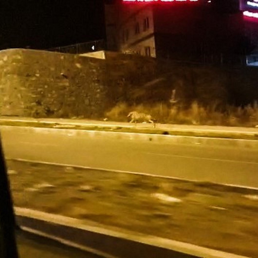 Ardahanda şehre inen kurt, vatandaşlar tarafından kaydedildi