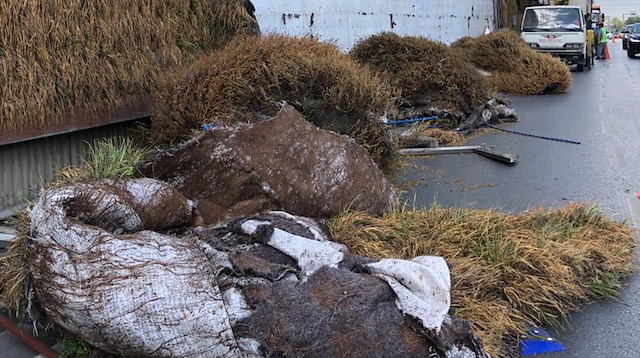 İBB'nin söktüğü dikey bahçeleri talep eden Balıkesir Belediyesi'ne skandal yanıt: Stresten öldüler