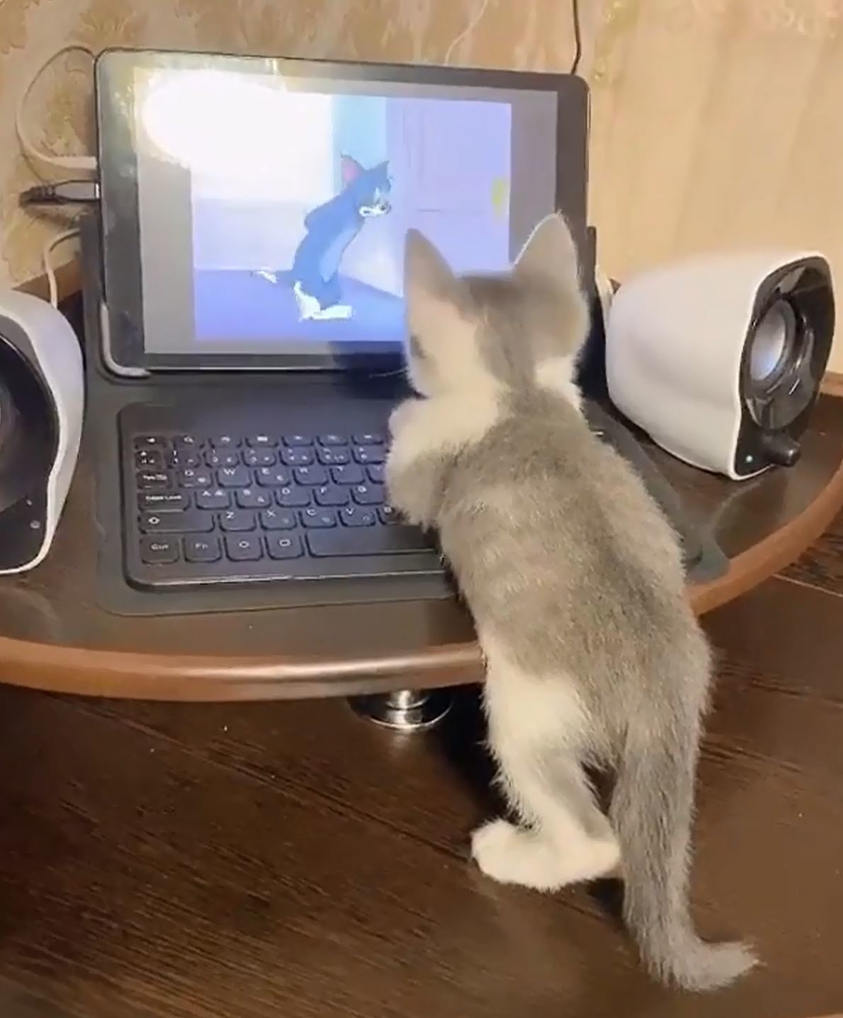 Tom A Yine Haksizlik Ediyorlar Ya