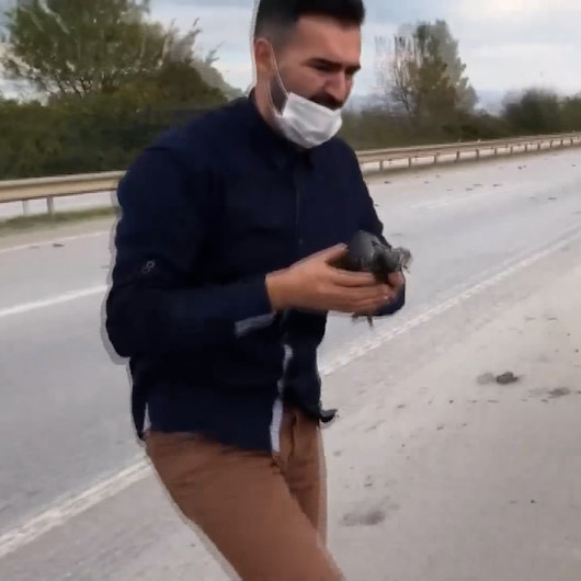 Karayolunda onlarca kuş ölüsü gören vatandaş yaralıları kurtarabilmek için mücadele verdi