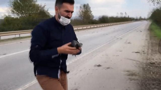 Karayolunda onlarca kuş ölüsü gören vatandaş yaralıları kurtarabilmek için mücadele verdi