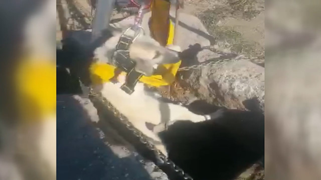 Su kuyusunda mahsur kalan köpek AFAD ekipleri tarafından kurtarıldı