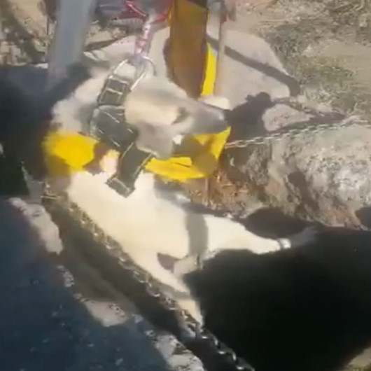 Su kuyusunda mahsur kalan köpek AFAD ekipleri tarafından kurtarıldı