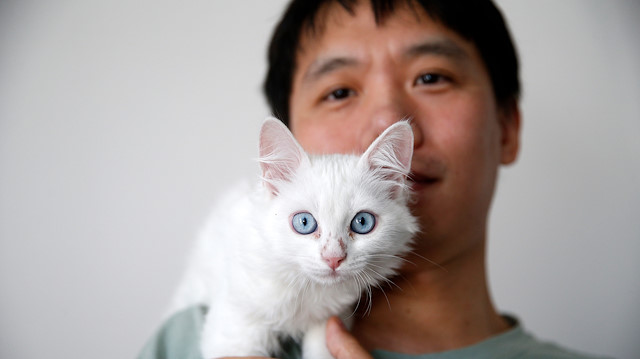Çinli Sun Pıng, internette kedilerle alakalı araştırma yaparken tanıştığı Van kedisi için 7 bin kilometre yol geldi.
