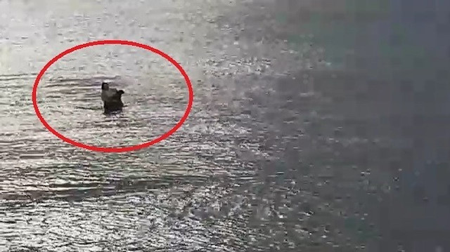 Boğulma tehlikesi geçiren köpeği denize girip kurtardı​