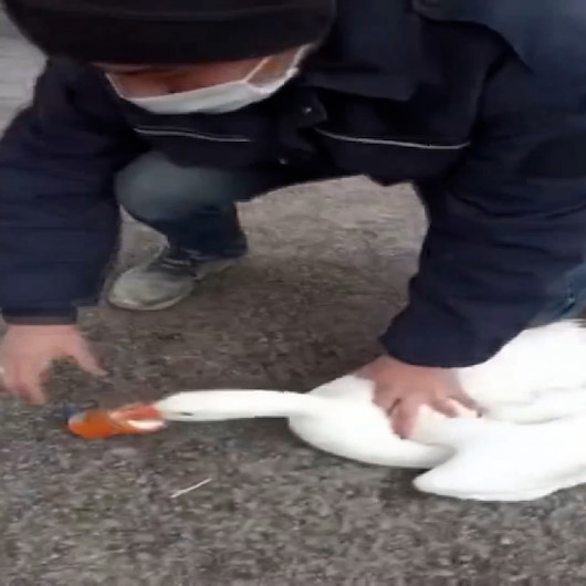 Sivasta gagası içecek şişesine sıkışan ve acı içinde çırpınan kazın yardımına vatandaş koştu