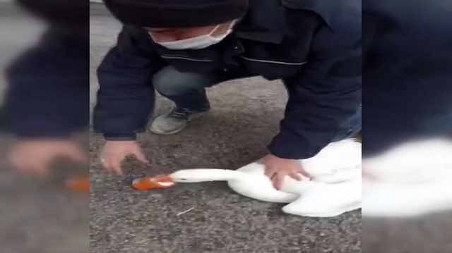Sivas'ta gagası içecek şişesine sıkışan ve acı içinde çırpınan kazın yardımına vatandaş koştu