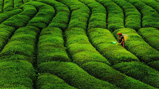 Ruhsatlı yaş çay üreticilerine bu yılın ürünü için 13 kuruş fark ödemesi yapılacak