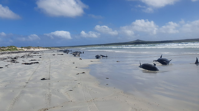 Pilot whales are seen stranded on the beach in Chatham Islands, New Zealand November 22, 2020 in this picture obtained from social media. Picture taken November 22, 2020