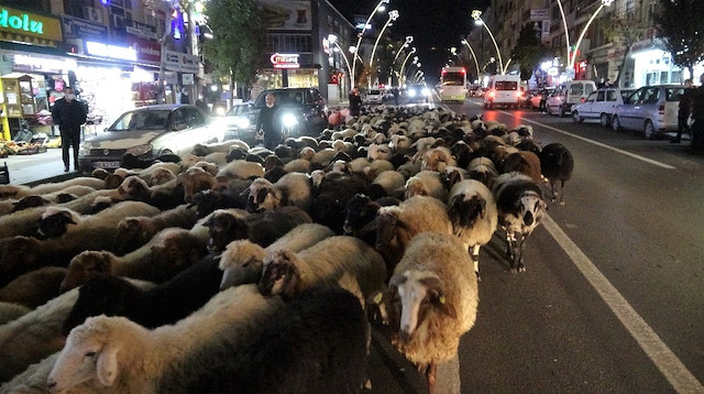Tokat'ta şehir merkezinden geçen yüzlerce koyun ilginç görüntüler oluştu