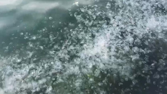 Kuleli sahilde binlerce denizanası görüldü. 