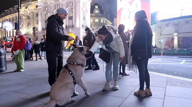 Türkiye’den getirilen çoban köpeği Londra’da büyük ilgi gördü