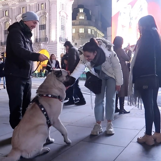 Türkiye’den getirilen çoban köpeği Londra’da büyük ilgi gördü