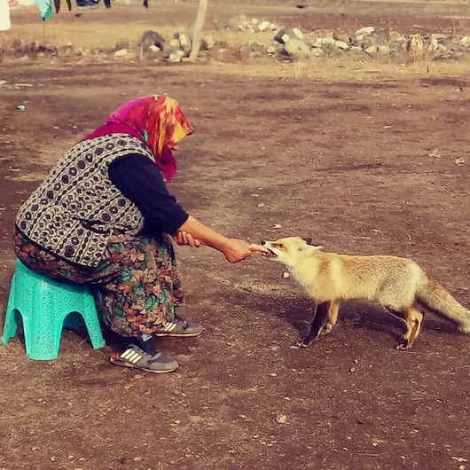 Evinin önüne gelen Yonca ismini verdiği tilkiyi 4 aydır besliyor