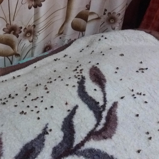 Daha önce böyle bir şey yaşanmadı: Rize’de uğur böceği istilası