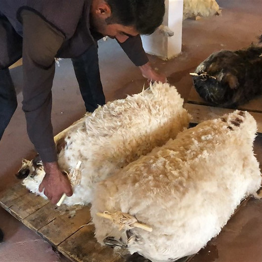 Koyun derisinde binbir emekle bekletiliyor: Kars çeçil peyniri 4 mevsim üretiliyor