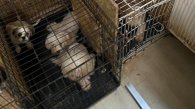 Cins köpekler, kafesler içine hapsedilmiş halde bulundu.