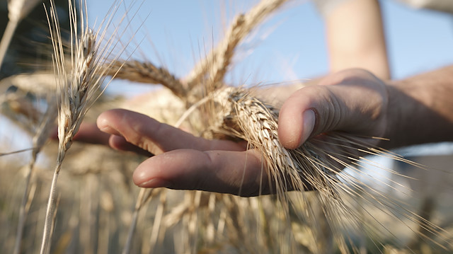 Küresel iklim değişikliği tarımsal üretimi de olumsuz etkiliyor.