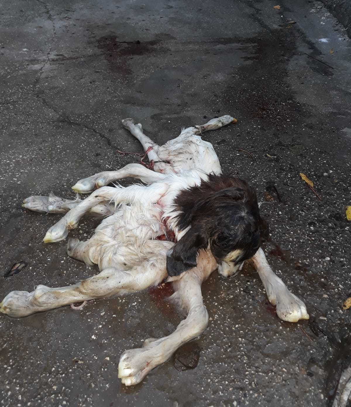2 başlı 8 bacaklı oğlak birkaç saat sonra öldü.