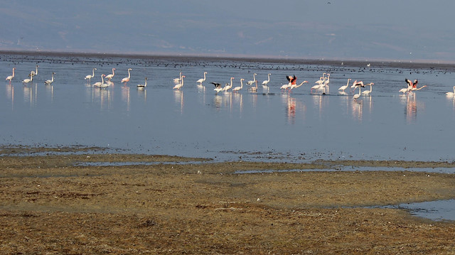 'Kuş cenneti' Marmara Gölü kurudu: Derinlik 40 santimetreye düştü