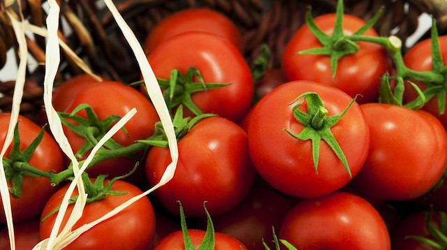 Türkiye’nin domates ihracatı 2020 yılında 11 aylık dönemde yüzde 6’lık artışla 286 milyon dolara ulaştı.