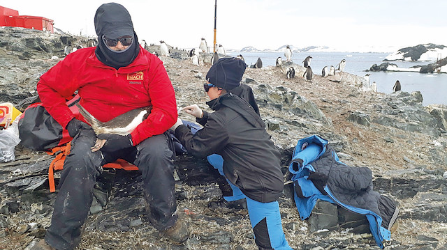 Proje kapsamında 100 penguene ait oküler yüzey örnekleri toplandı. 