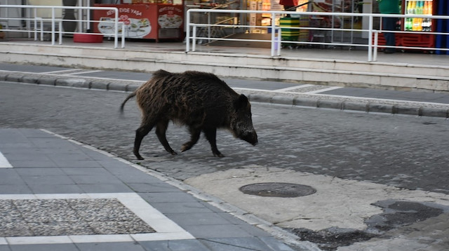 Zaman zaman sürü halinde caddelerde gezen domuzlar, vatandaşı korkutmaya başladı.