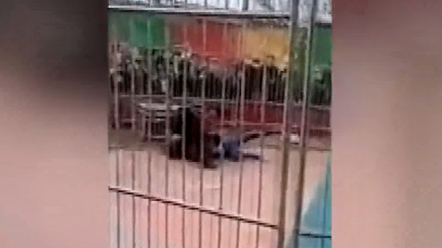 Çin'de sirk kaplanı eğitmenine saldırdı: O anlar kameralara böyle yansıdı