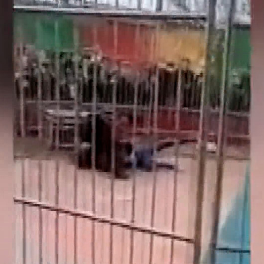 Çinde sirk kaplanı eğitmenine saldırdı: O anlar kameralara böyle yansıdı