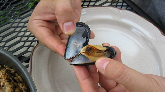 Çevre Mühendisleri Odası Kocaeli Şubesi eski Başkanı Sait Ağdacı, İzmit Körfezi’nde son dönemlerde yasak olmasına rağmen artan kaçak midye avcılığının çevre ve sağlık boyutunu değerlendirdi.