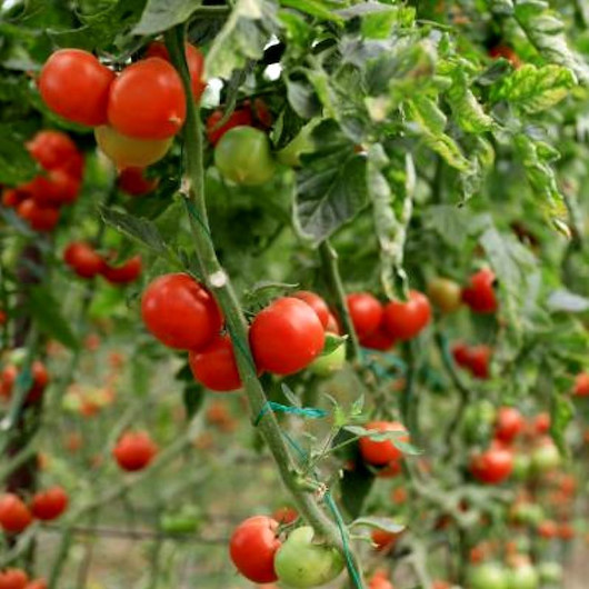 Rusya koronavirüs bahanesiyle domates ve biber ihracatını durdurdu