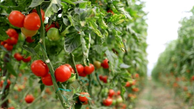 Rusya’ya domates ihracatını yakın zamana kadar kotalı sürdürüyordu.