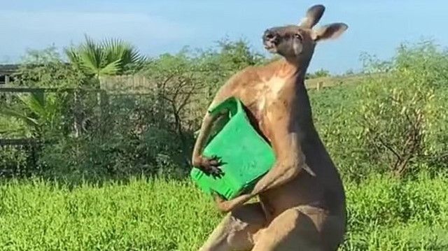 ABD’de kuyruğu üzerinde durabilen kanguru görüntüleri viral oldu.