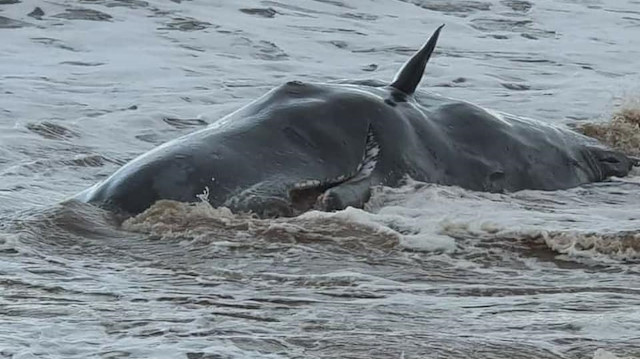 Balinaların her biri 20 metre uzunluğunda 80 ton ağırlığında 