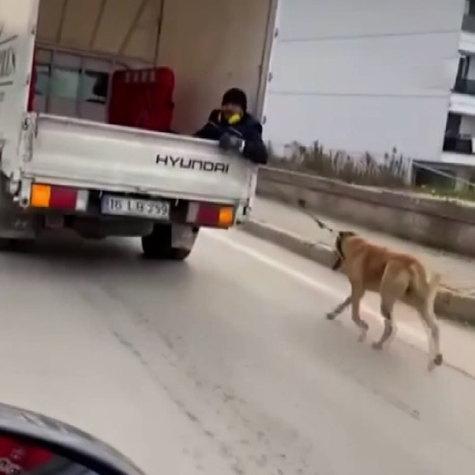Boynuna tasma bağlanan köpek kamyonetin arkasından metrelerce sürüklendi