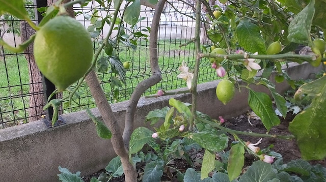 Limon ağaçları hem çiçek açtı hem de meyve verdi.