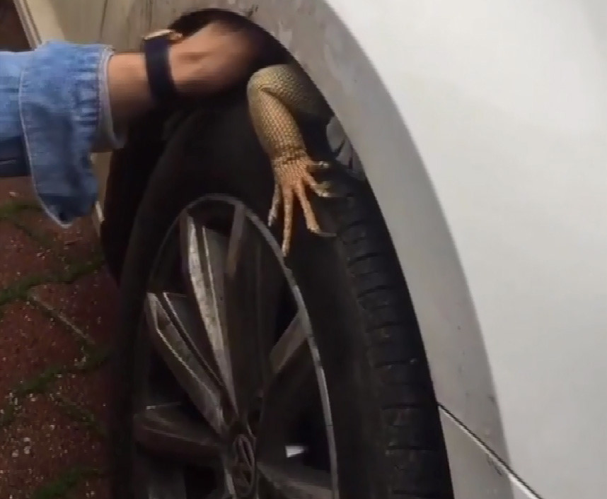 Kuyruğundan ve ayaklarından çekilen iguana uzun süre bulunduğu yerden çıkarılamadı.