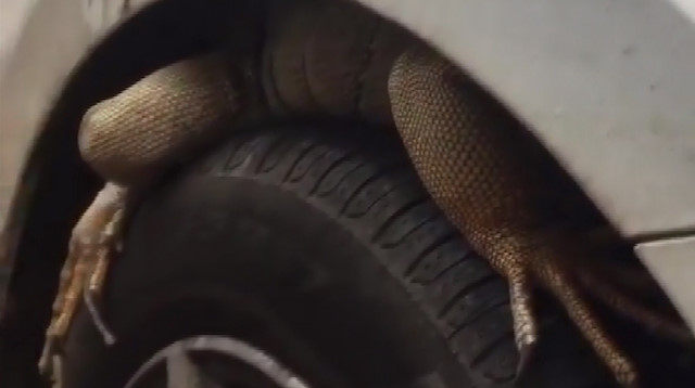 Antalya'da ilginç görüntü: Park halindeki otomobilin tekerine giren iguana güçlükle çıkarıldı